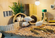 芦丁鸡宠物怎么养(养殖方法)
