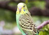 虎皮鹦鹉哆嗦怎么回事(怎么办)