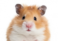 仓鼠能吃人吃的麦片吗（有毒吗）