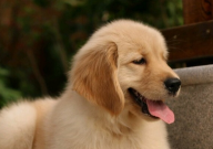 金毛吃多了什么症状(会有事吗)