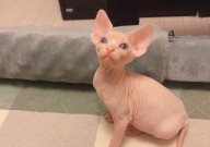 无毛猫吃什么猫粮好(有营养)