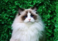布偶猫需要补充什么营养(物质)