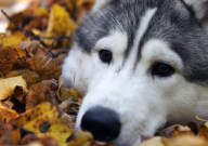 哈士奇会哭吗（是什么征兆）