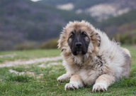 高加索犬寿命(有多长)