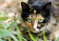 怎么给猫咪洗澡(它不反抗)