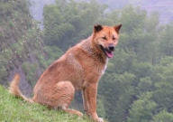 中华田园犬能长多大（多高多重）