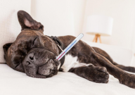 宠物狗感冒了怎么办(护理)