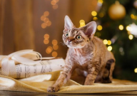 德文卷毛猫饲养心得(技巧)