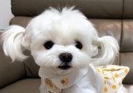 马尔济斯犬怎么看品相(好坏)