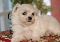 比熊掉毛严重什么原因(吃什么改善)