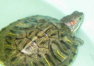 怎么哄巴西龟开心(快乐)