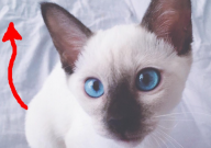 暹罗猫吐黄水是怎么回事（吃什么药）