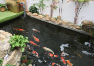 锦鲤换水温差过大怎么补救(怎么办)