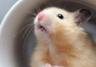 仓鼠能吃豌豆吗(怎么喂)