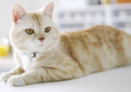 猫绝育后会变温顺吗(性格)