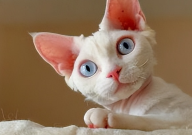 德文卷毛猫的基因缺陷（是什么）