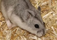 仓鼠吃什么可以磨牙(效果好)