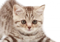 猫绝育后瘦了是什么原因(怎么办)