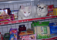 去宠物店买猫签协议吗(要签合同吗)