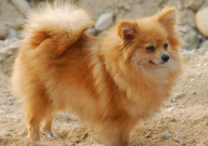 博美犬能吃米饭吗(为什么)