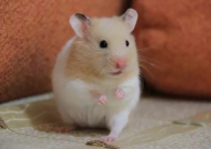 仓鼠需要厕所吗（位置）