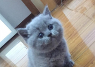 英短蓝猫能吃什么水果(哪些)