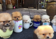 茶杯犬的特点（有哪些）