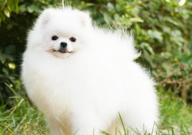 博美犬毛黄怎样能变白(怎么处理)