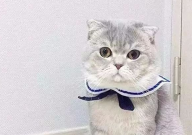 折耳猫需要吃软骨素吗(多久)