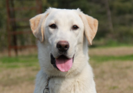 拉布拉多可以吃猪骨头吗（怎么做）