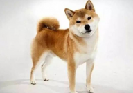 秋田犬和金毛哪个大(体型)