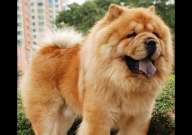 松狮是什么（品种）