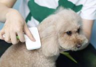 比熊几个月剃胎毛（合适）