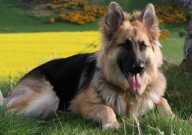 德国牧羊犬的性格(怎么样)
