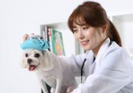 两个月的博美犬拉稀怎么办(处理措施)