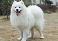 萨摩耶犬拆家吗(拆家不拆家)