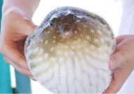 宠物河豚多少钱一只（大概）