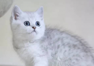 猫绝育后拉肚子是怎么回事(原因)