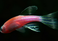 斑马鱼淡水能养吗(适合什么水质)