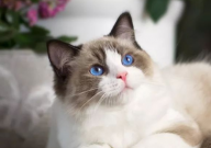 土猫和宠物猫哪个好养(原因)