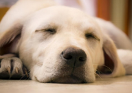 养拉布拉多要注意什么(事项)