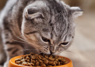 混粮对猫好吗(有影响吗)