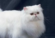 灰色波斯猫价格多少钱一只(大概)