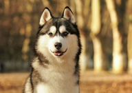 哈士奇适合什么人养（什么样的人养）