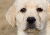 泰迪和拉布拉多哪个聪明（智商高）