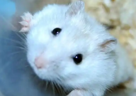 小孩子能养仓鼠吗(适不适合)