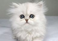 什么品种的猫最温顺(最适合家养)