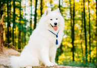 萨摩耶在家随地大小便怎么办（怎么引导）