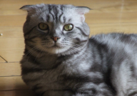 折耳猫要补充什么营养(物质)
