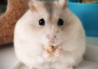 仓鼠能吃狗粮吗(怎么喂)